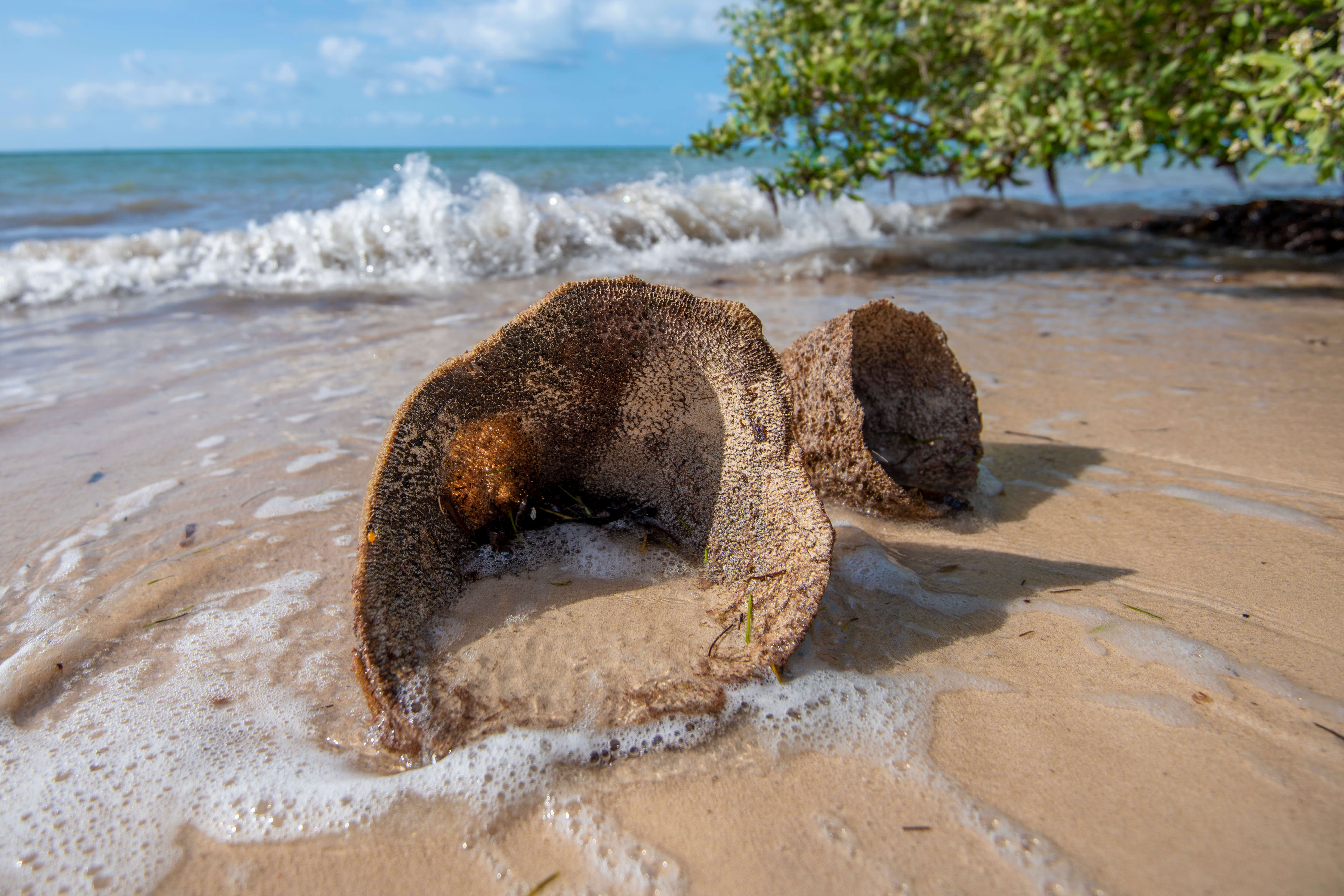Sponges on secret beach  Key West